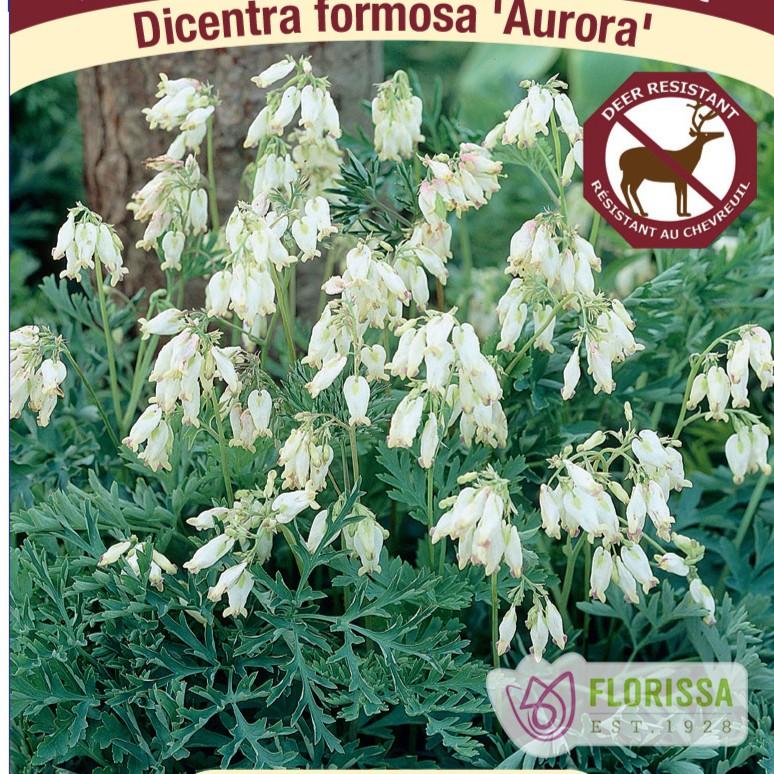 Dicentra formosa Aurora