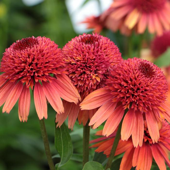 Echinacea Carrot Cake