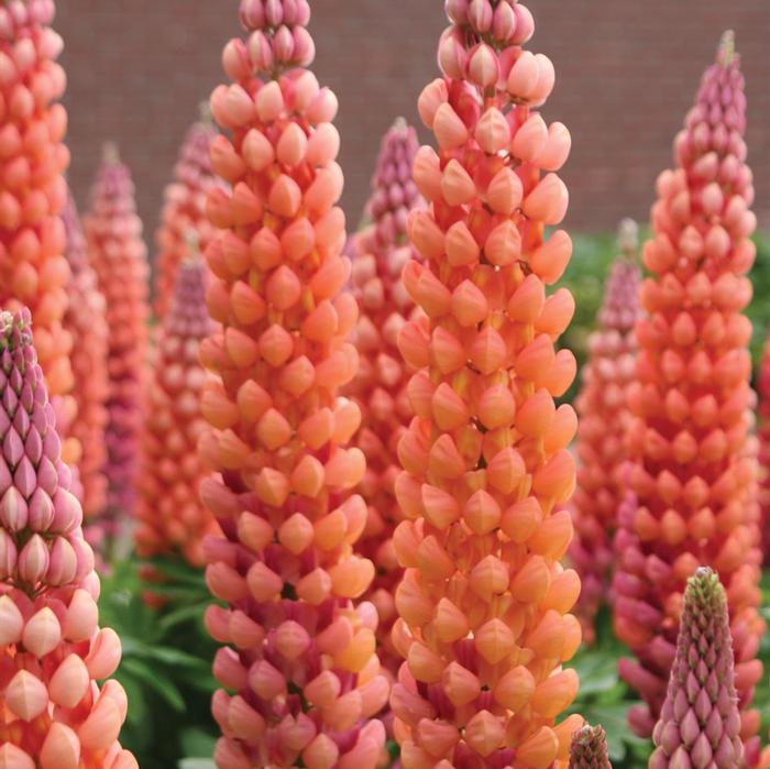 Lupinus polyphyllus Westcountry&trade; Salmon Star