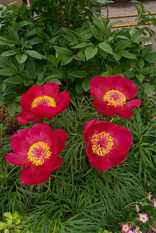 Paeonia tenuifolia Itoba