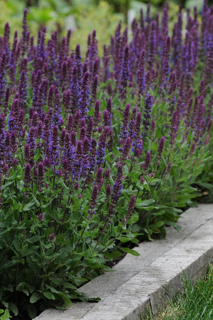 Salvia (per) nemorosa Lyrical&trade; Blues