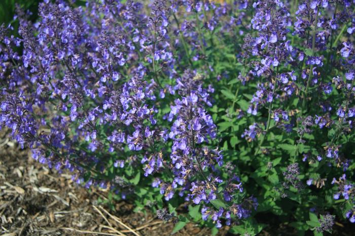 Nepeta (per) x faassenii Junior Walker&trade;