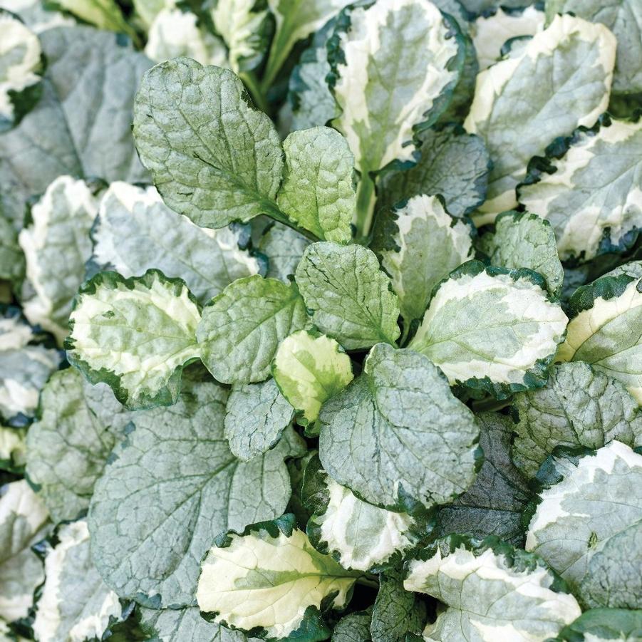Ajuga tenorii Princess Leia