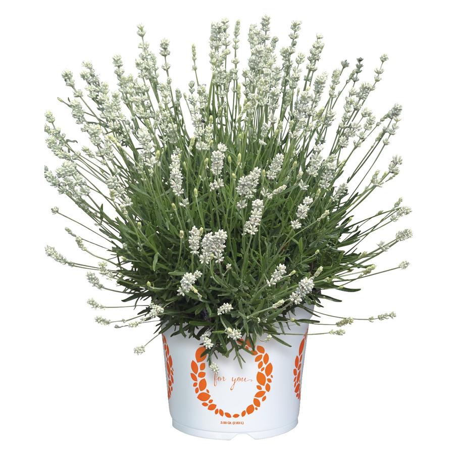 Lavendula angustifolia La Diva Spirit White