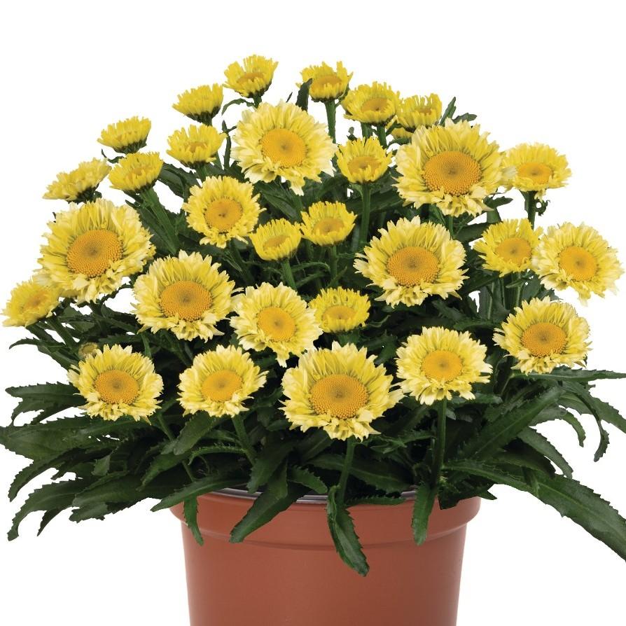 Leucanthemum maximum Sweet Daisy® Izabel