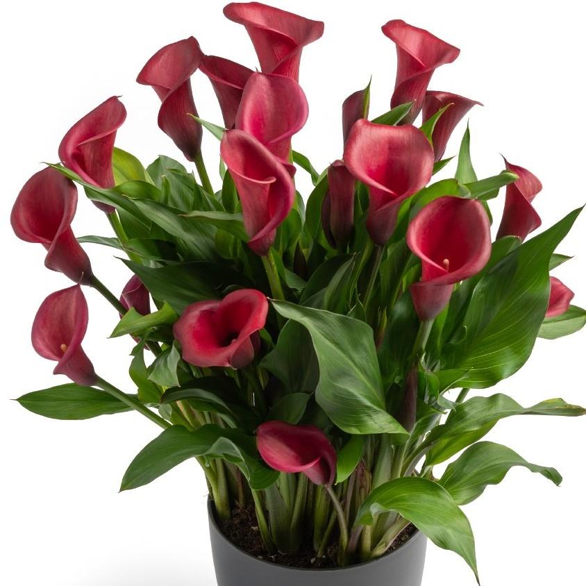 Calla Lily Red Salsa