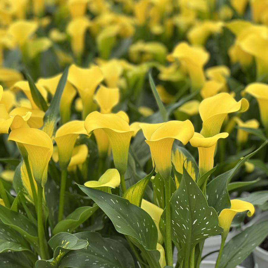 Calla Lily Sun Club&reg;