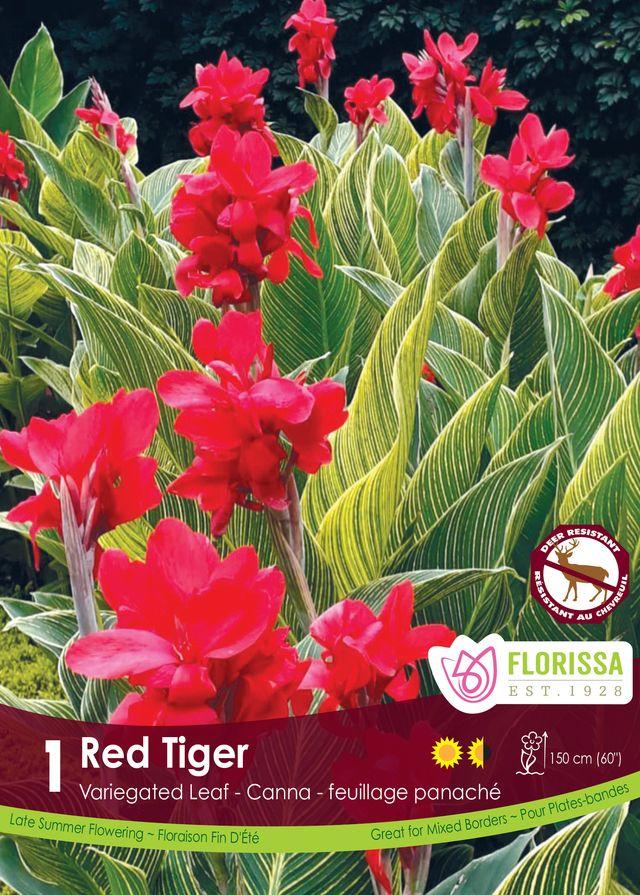 Canna Red Tiger