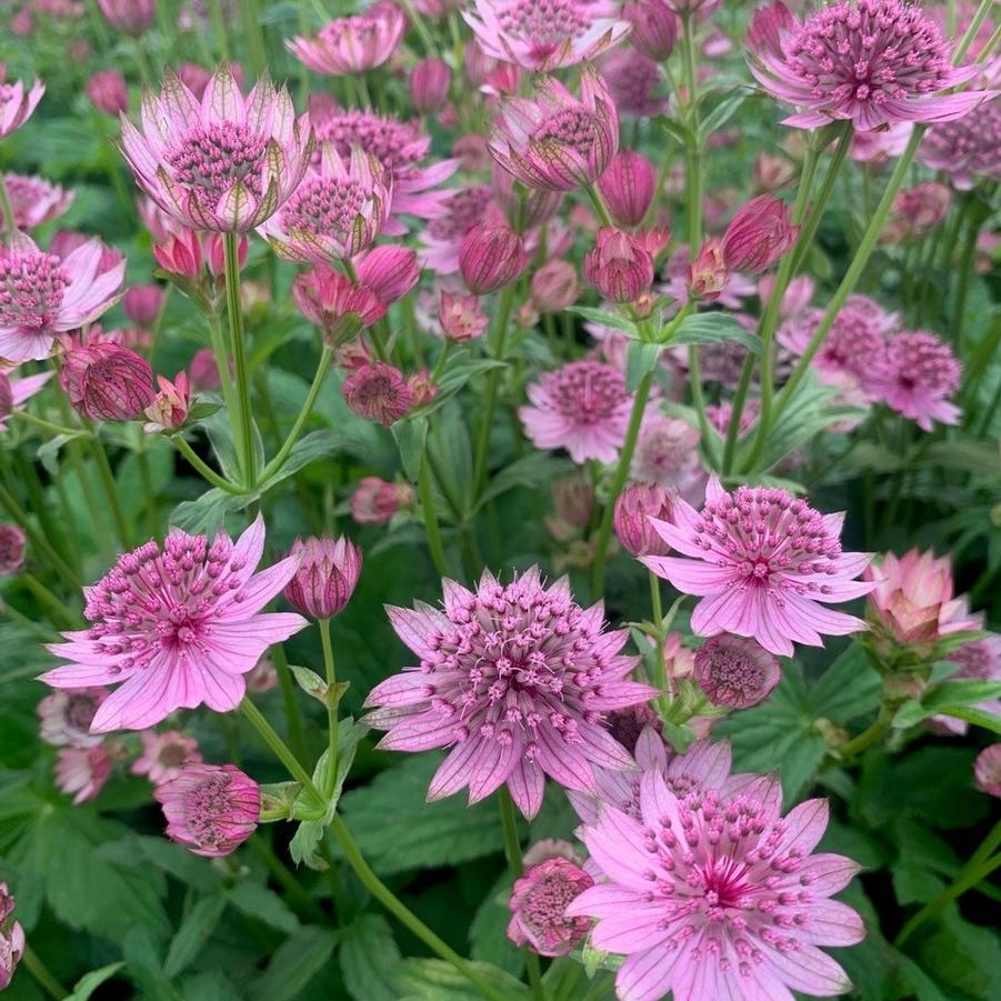 Astrantia major Pink Button