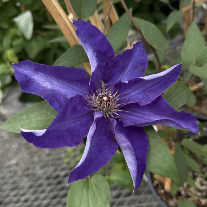 Clematis Gp B The President