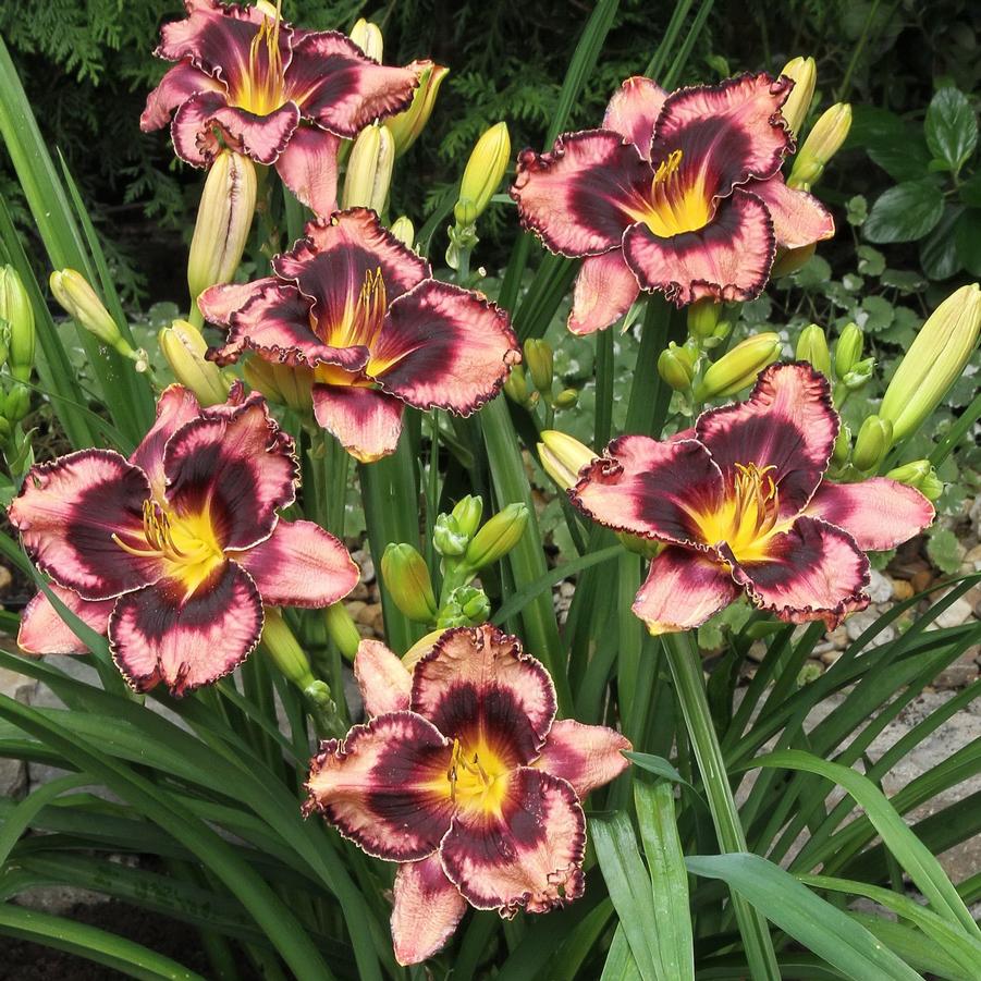 Hemerocallis Simmons Overture