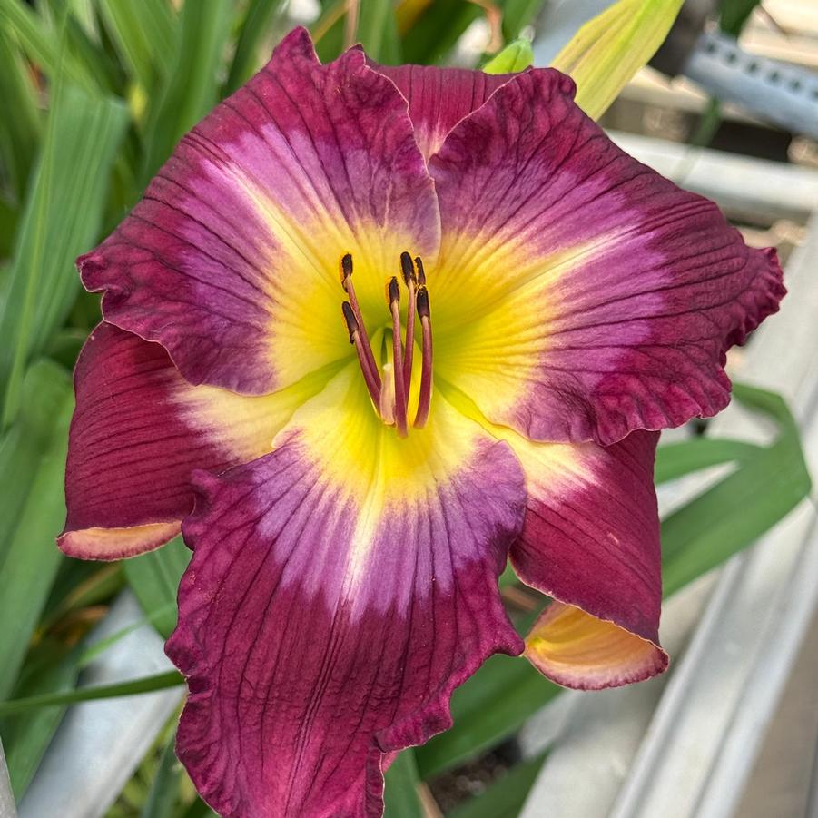 Hemerocallis Water Dragon