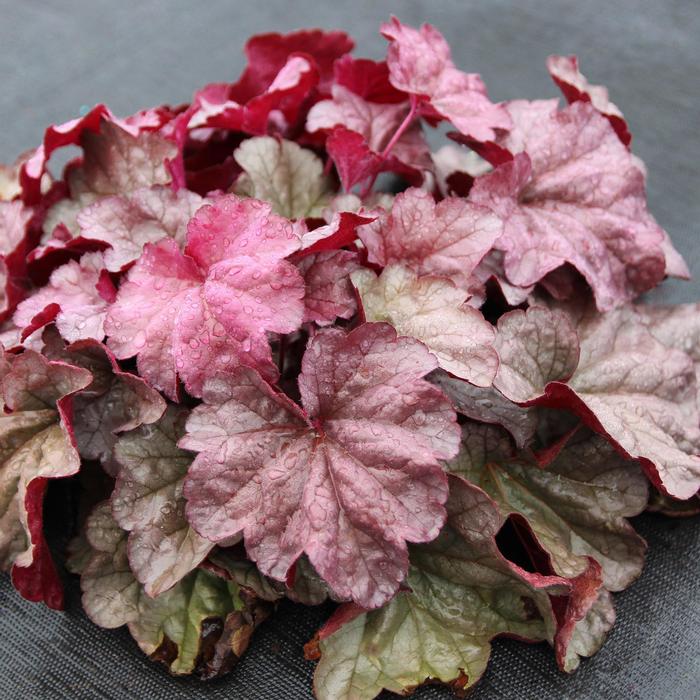 Heuchera Iridescent