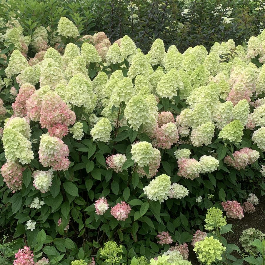 Hydrangea paniculata Bonfire