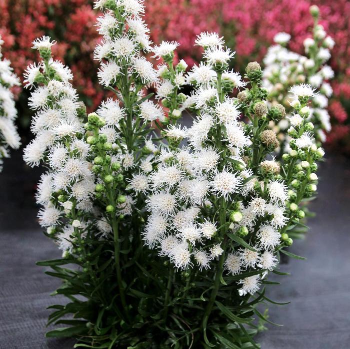 Liatris White Feather