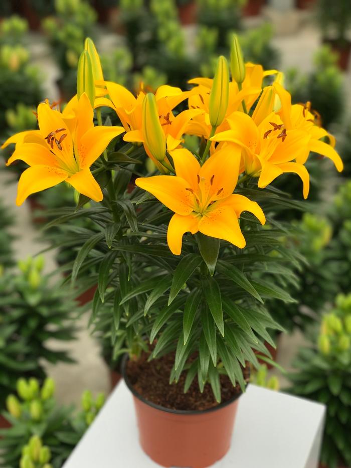 Lilium asiaticum Lily Looks Tiny Bee