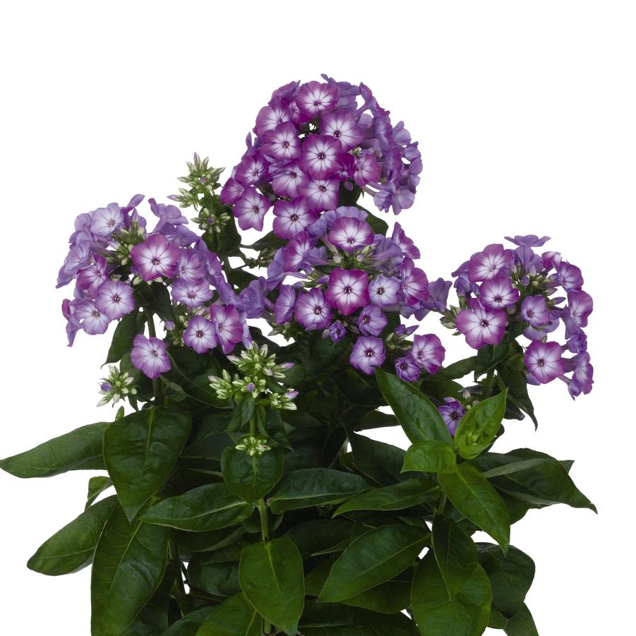 Phlox (per) paniculata Flame&reg; Purple Eye