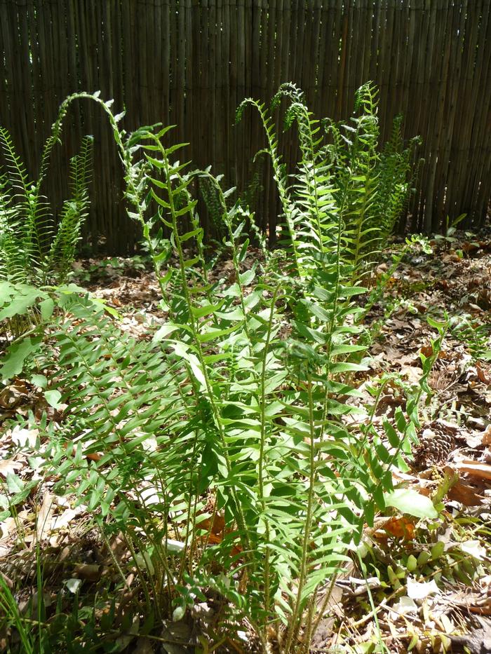 Grass (Per) Polystichum acrostichoides 