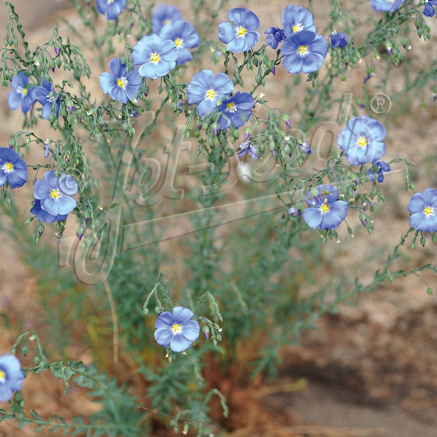 Linum Lewisii 