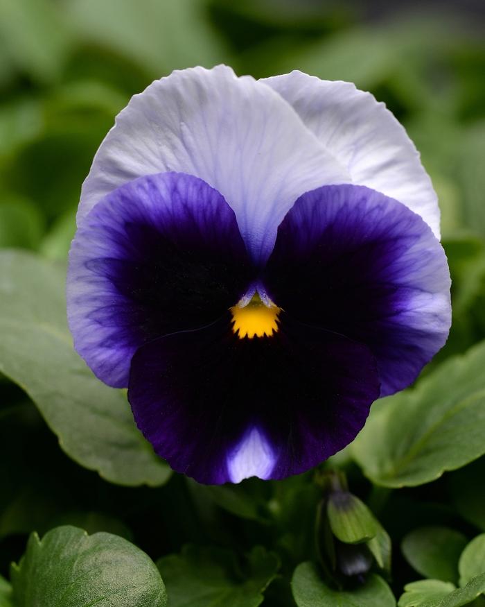 Pansy Spring Matrix® Beaconsfield