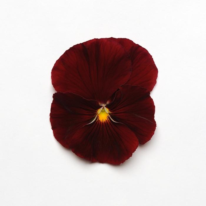 Pansy Spring Matrix® Scarlet