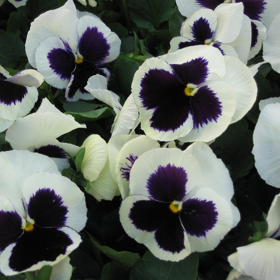 Pansy Spring Matrix® White with Blotch