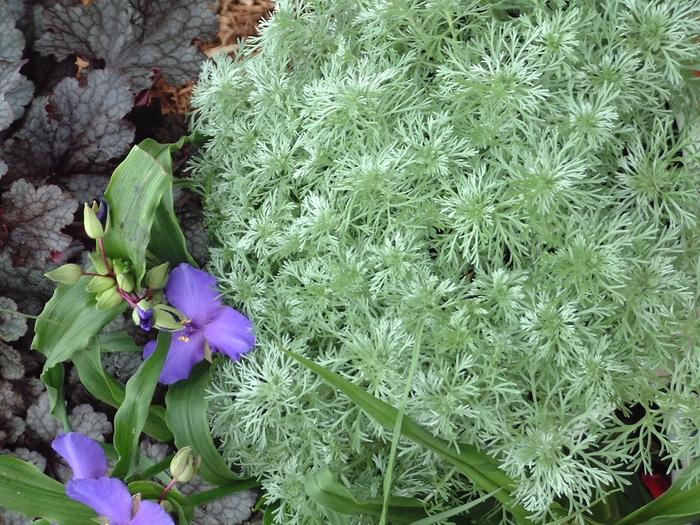 Artemisia schmidtiana 'Silver Mound' Wormwood from Wallish Greenhouses