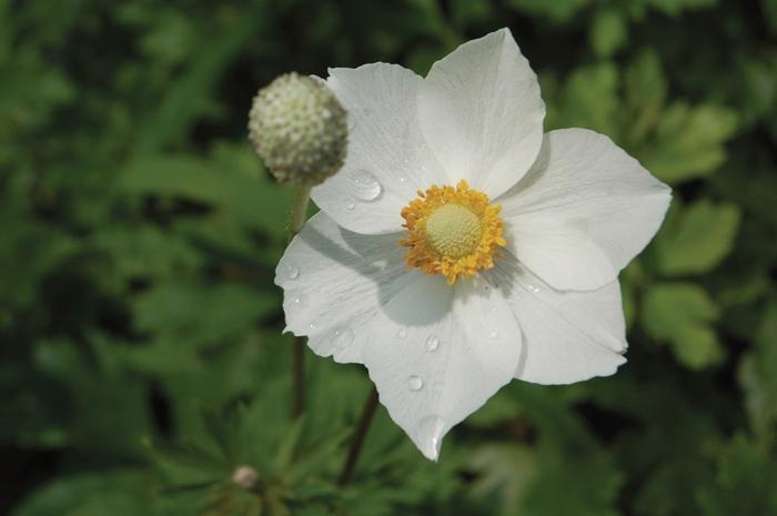 Anemone japonica Sylvestris