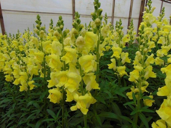 Snapdragon Rocket Golden