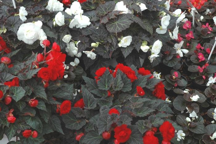 Begonia Nonstop® Mocca Scarlet