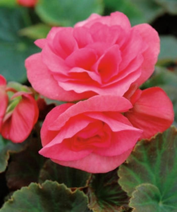 Begonia Solenia® Light Pink