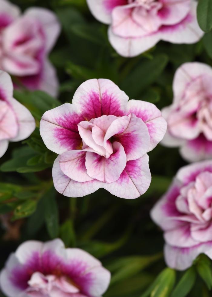 Calibrachoa MiniFamous® Uno Double Pinktastic