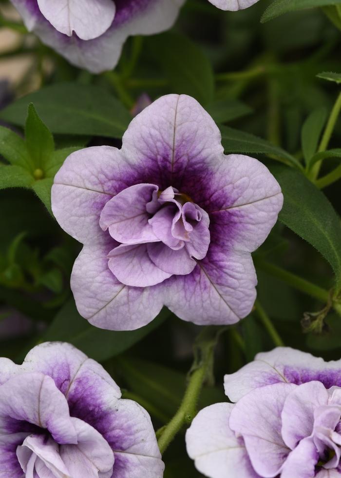 Calibrachoa MiniFamous® Uno Double Plumtastic