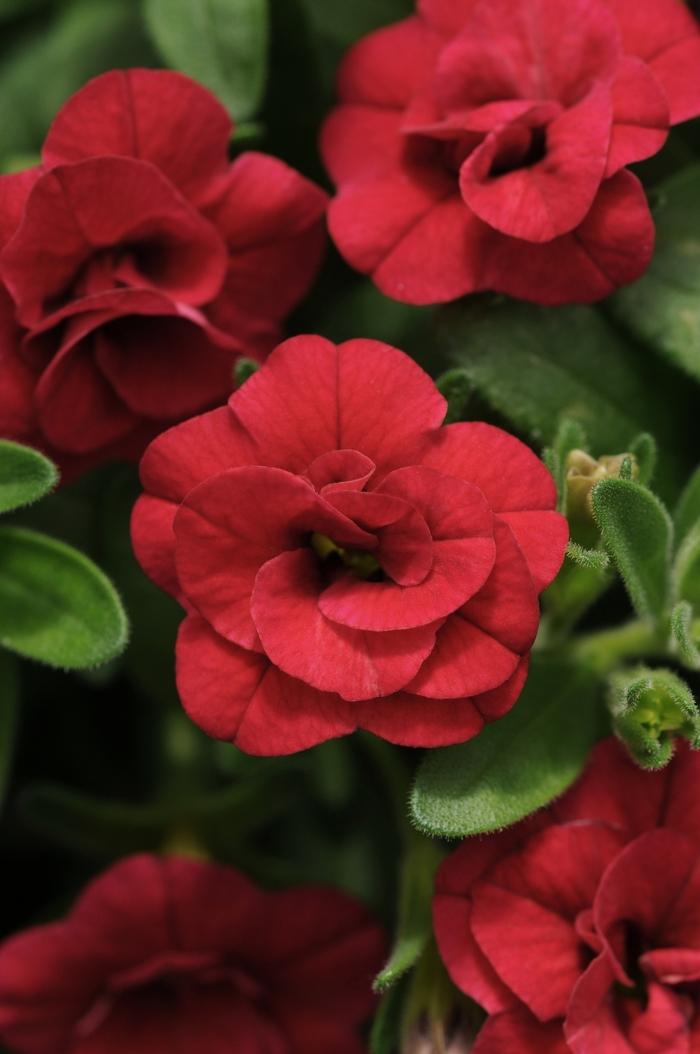 Calibrachoa MiniFamous® Uno Double Red