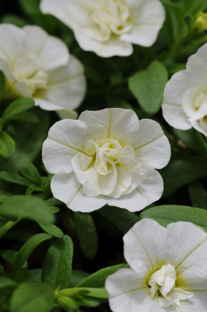 Calibrachoa MiniFamous® Uno Double White