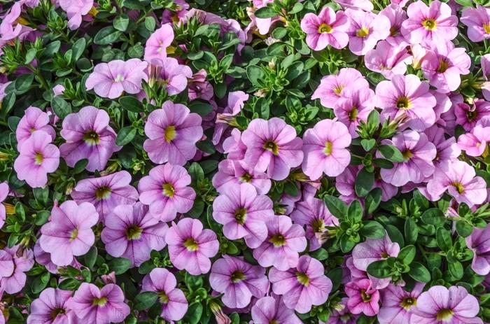 Calibrachoa Aloha Kona Soft Pink