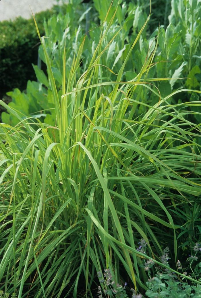 Lemon Grass 