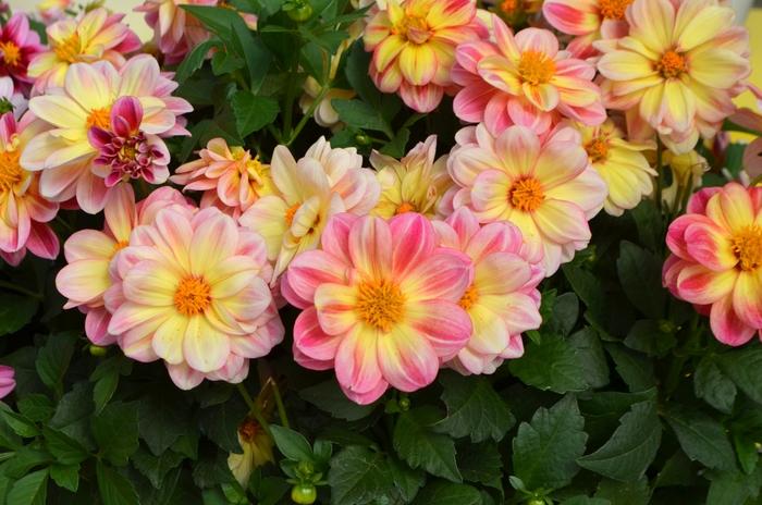 Dahlia Dalaya™ Pink and Lemon