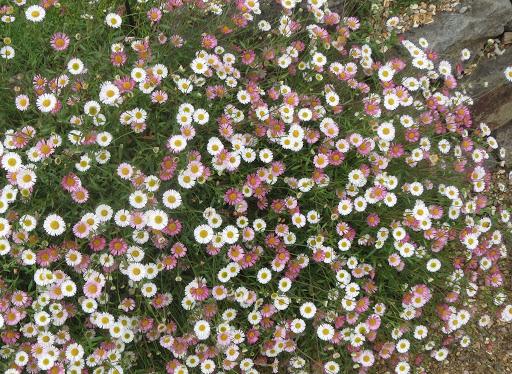 Spanish Daisy Erigeron Profusion 