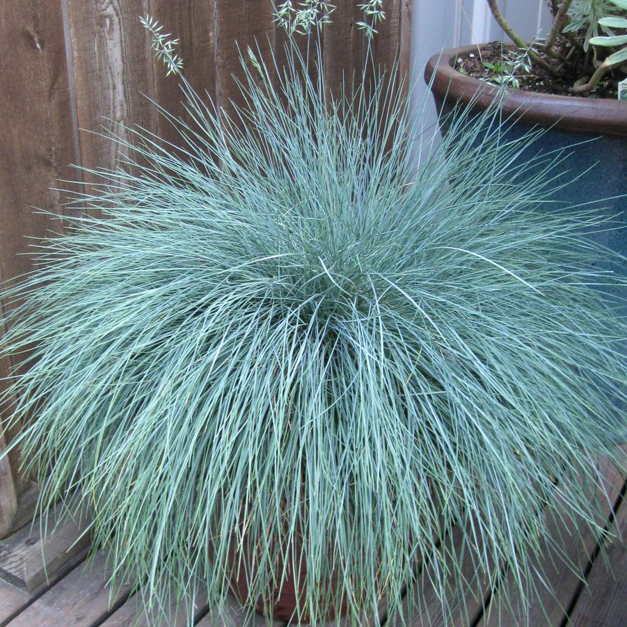 GR Festuca glauca Beyond Blue™