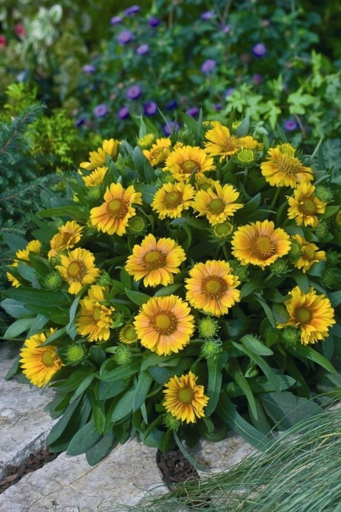 Gaillardia Arizona Apricot