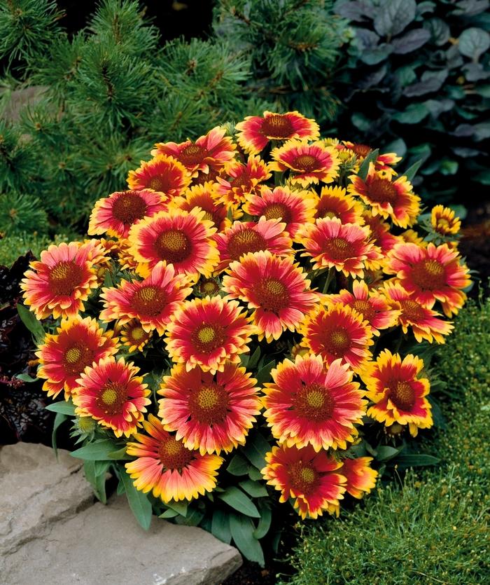 Gaillardia Arizona Sun