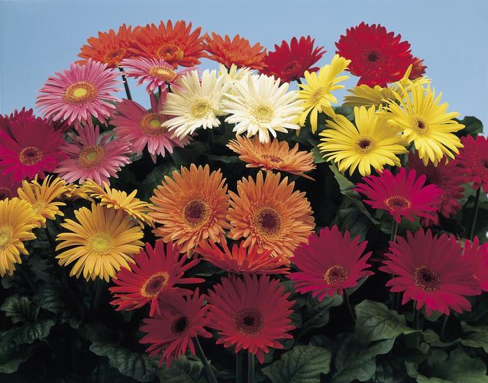 Gerbera Revolution™ Series Mix