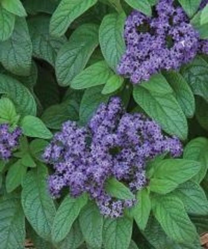 Heliotrope Fragrant Blue