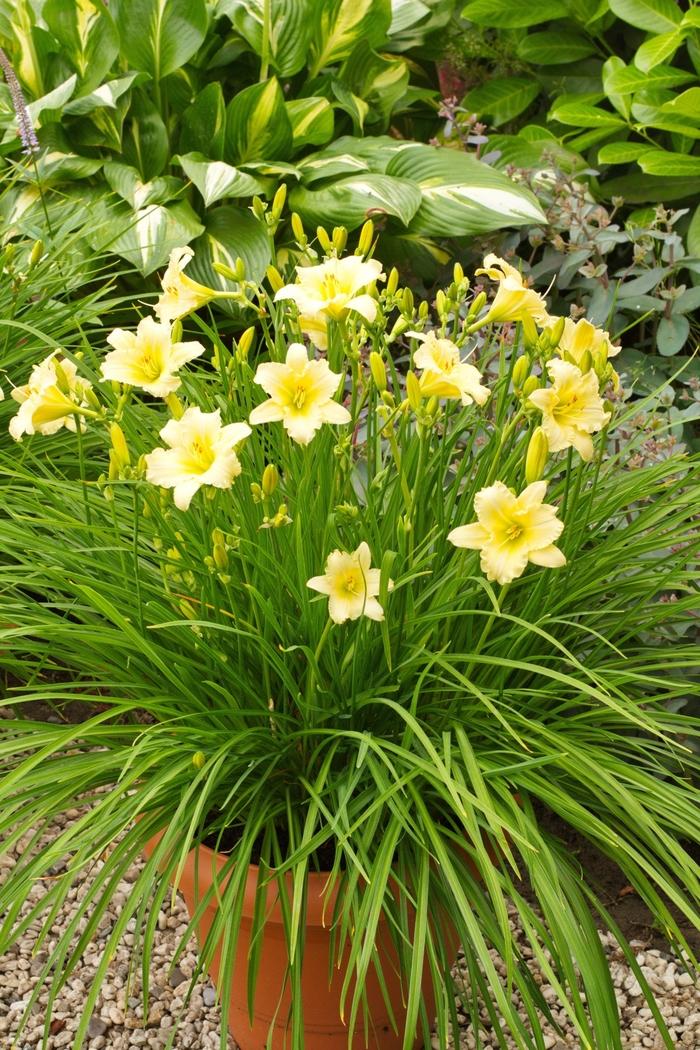 Hemerocallis 'cream' Daylily From Wallish Greenhouses