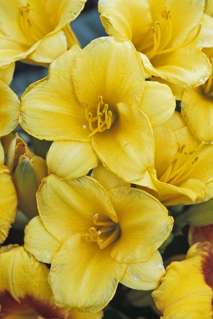 Hemerocallis Stella d' Oro