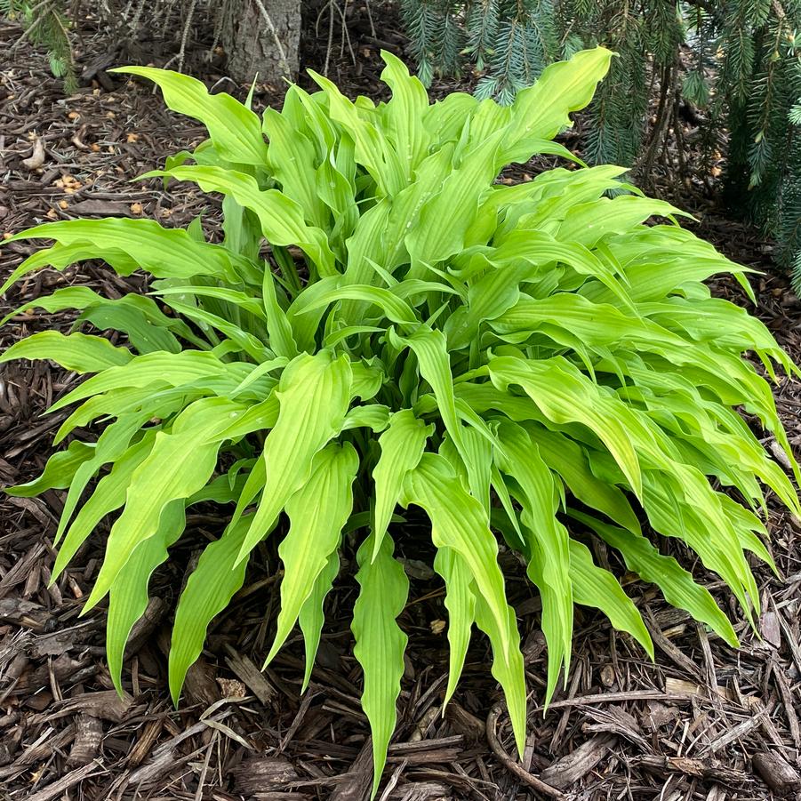 Hosta Curly Fries