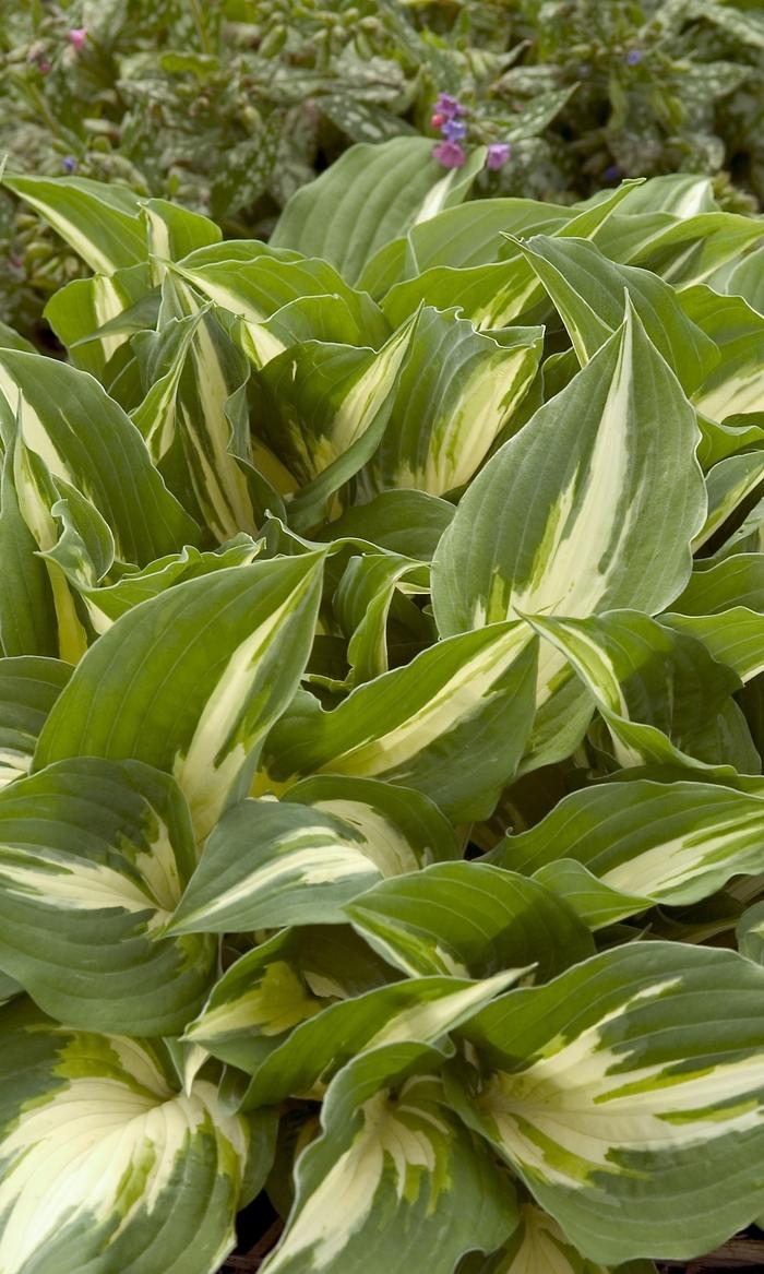 Hosta Night Before Christmas