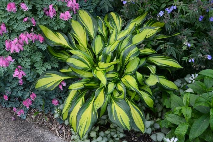 Hosta Rainbow's End