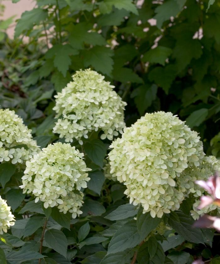 Hydrangea paniculata Little Lime®